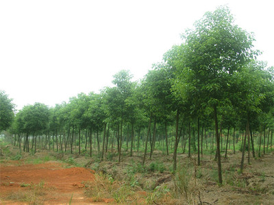 香樟的种植方法及介绍