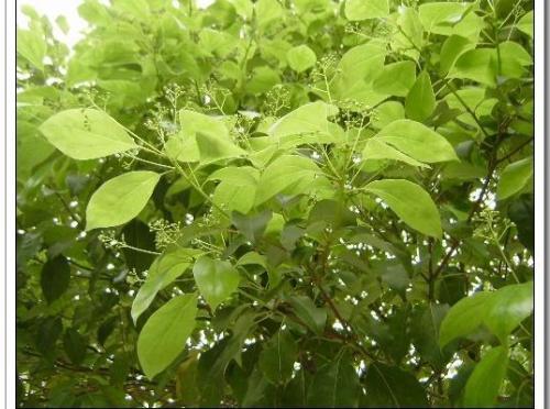 香樟树叶子的特征解析