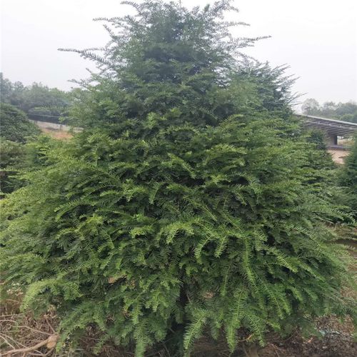 天诚苗圃香樟树 品质与价值的绿色标杆
